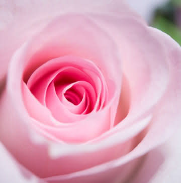 Arranjo rosas pastel