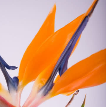 Enviar centro com rosas e liliums