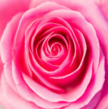 Arranjo Rosas cor-de-rosa