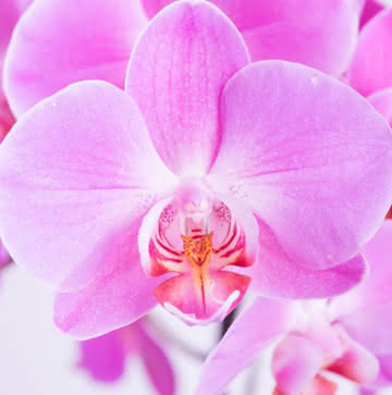 Orquídeas roxo