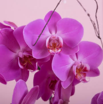 Enviar orquídeas roxo