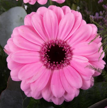 Arranjo gerberas cor-de-rosa