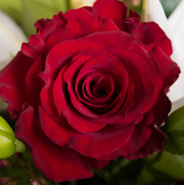 Enviar arranjo de rosas vermelhas
