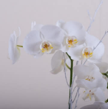 Enviar orquídeas brancas