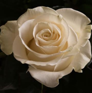 Arranjo de Rosas brancas