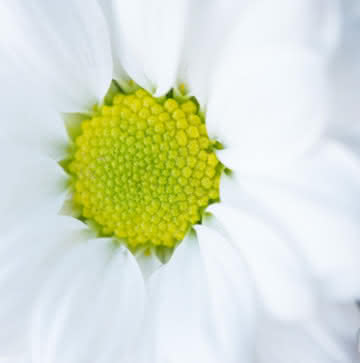 Margaridas Brancas