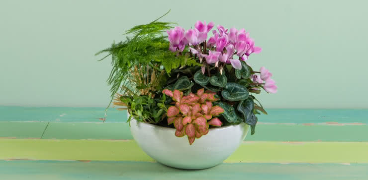 Enviar plantas ao domicílio