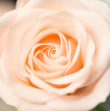 Arranjo rosas pastel