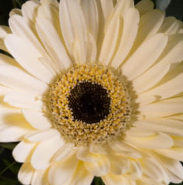 Enviar arranjo de gerberas