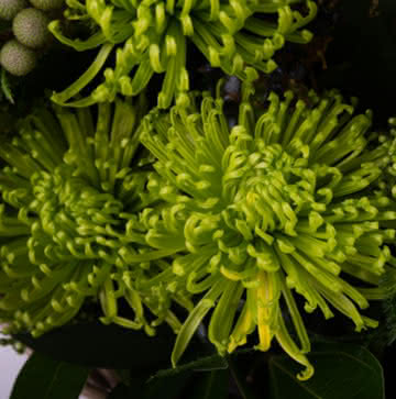 Flore para nascimento