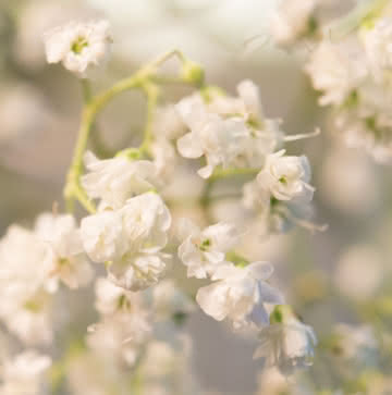 Arranjo rosas brancas