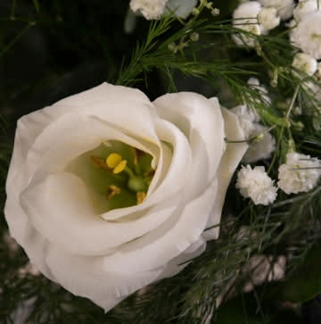 Enviar arranjo com rosas amarelas