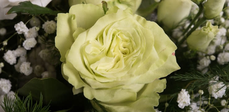 Enviar arranjo de rosas em tons brancos e amarelos ao domicílio